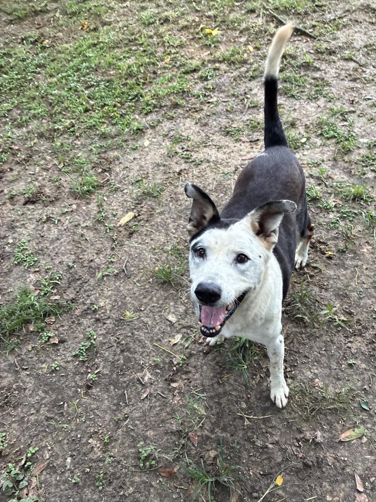 Tessa, a Adoptable Mixed Breed in Sorrento, LA image 4/6
