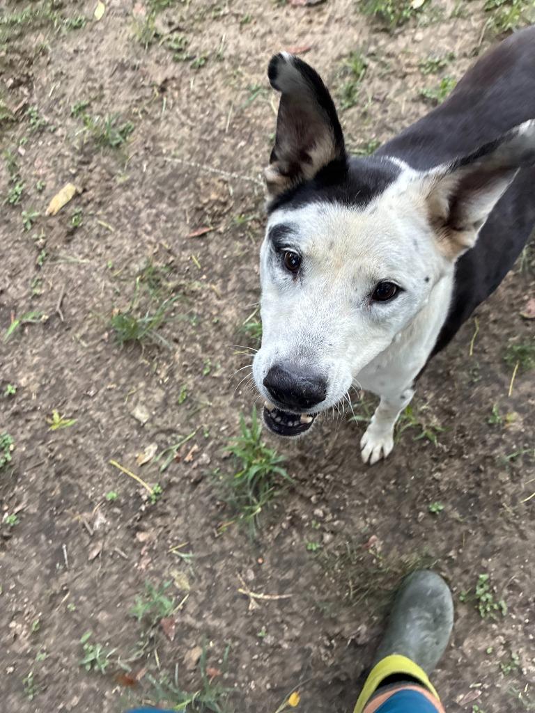 Tessa, a Adoptable Mixed Breed in Sorrento, LA image 5/6