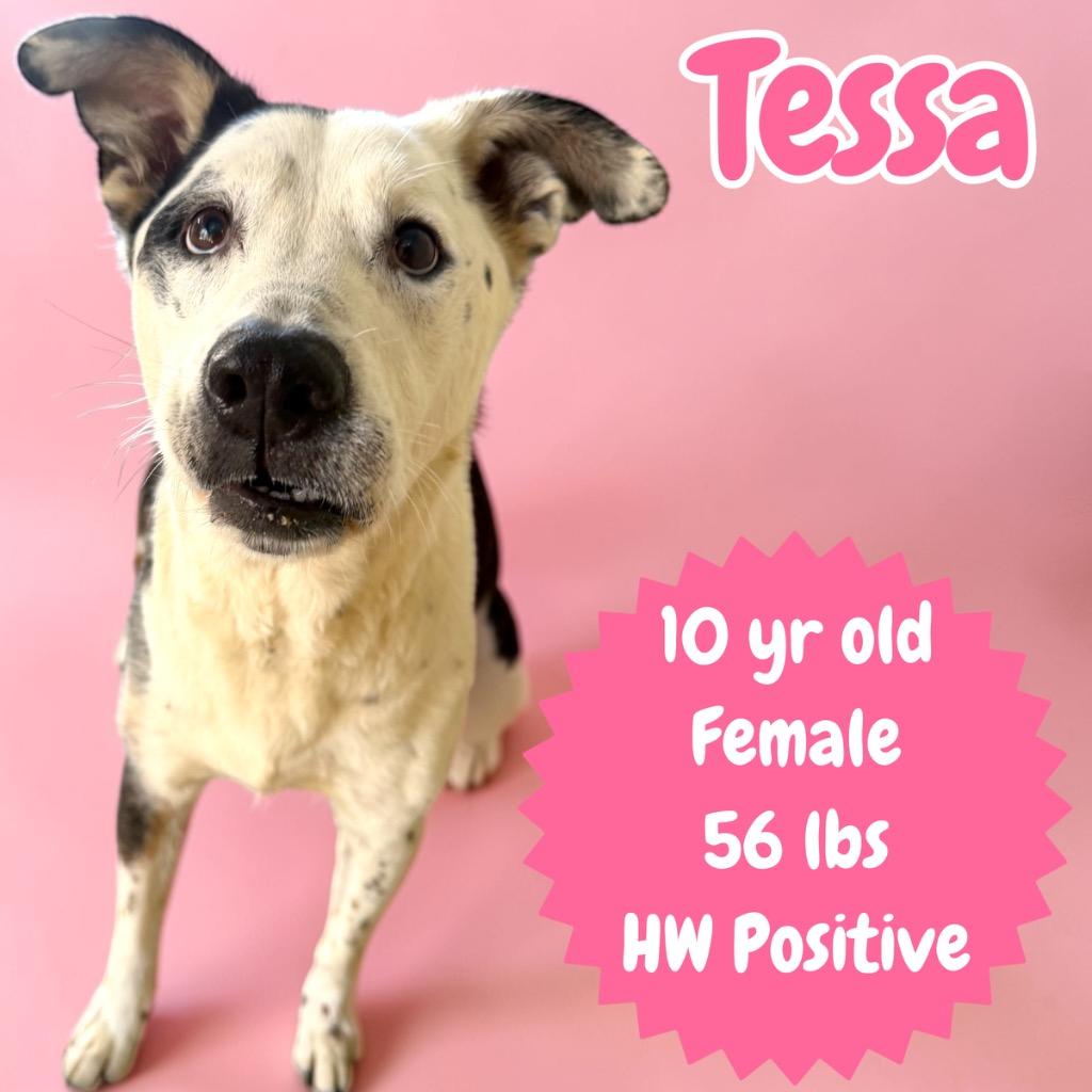 Tessa, Adoptable, Senior Female Mixed Breed.