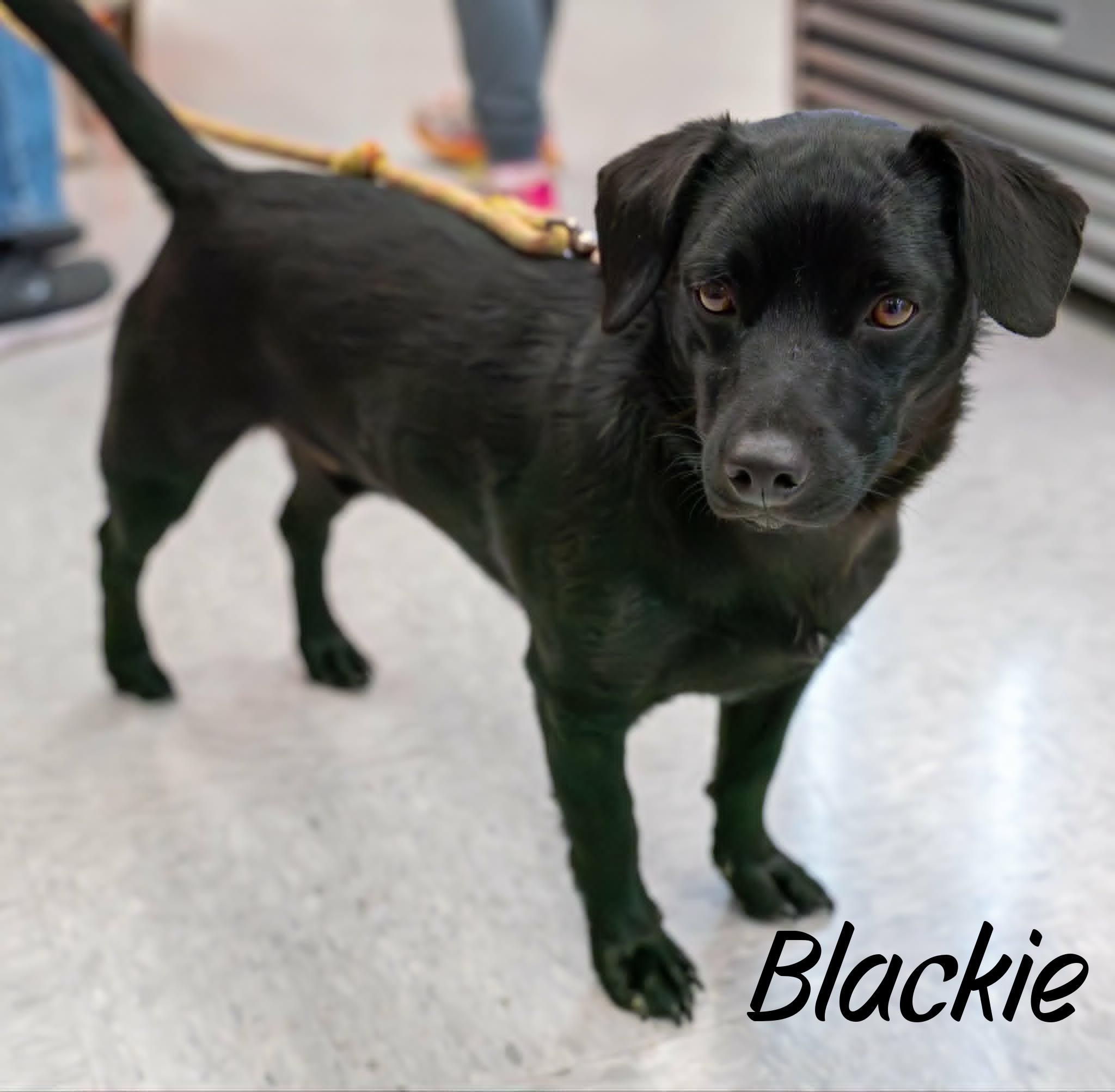 Enlarge Blackie, a ADOPTABLE mixed breed in Elburn, IL image 3/5