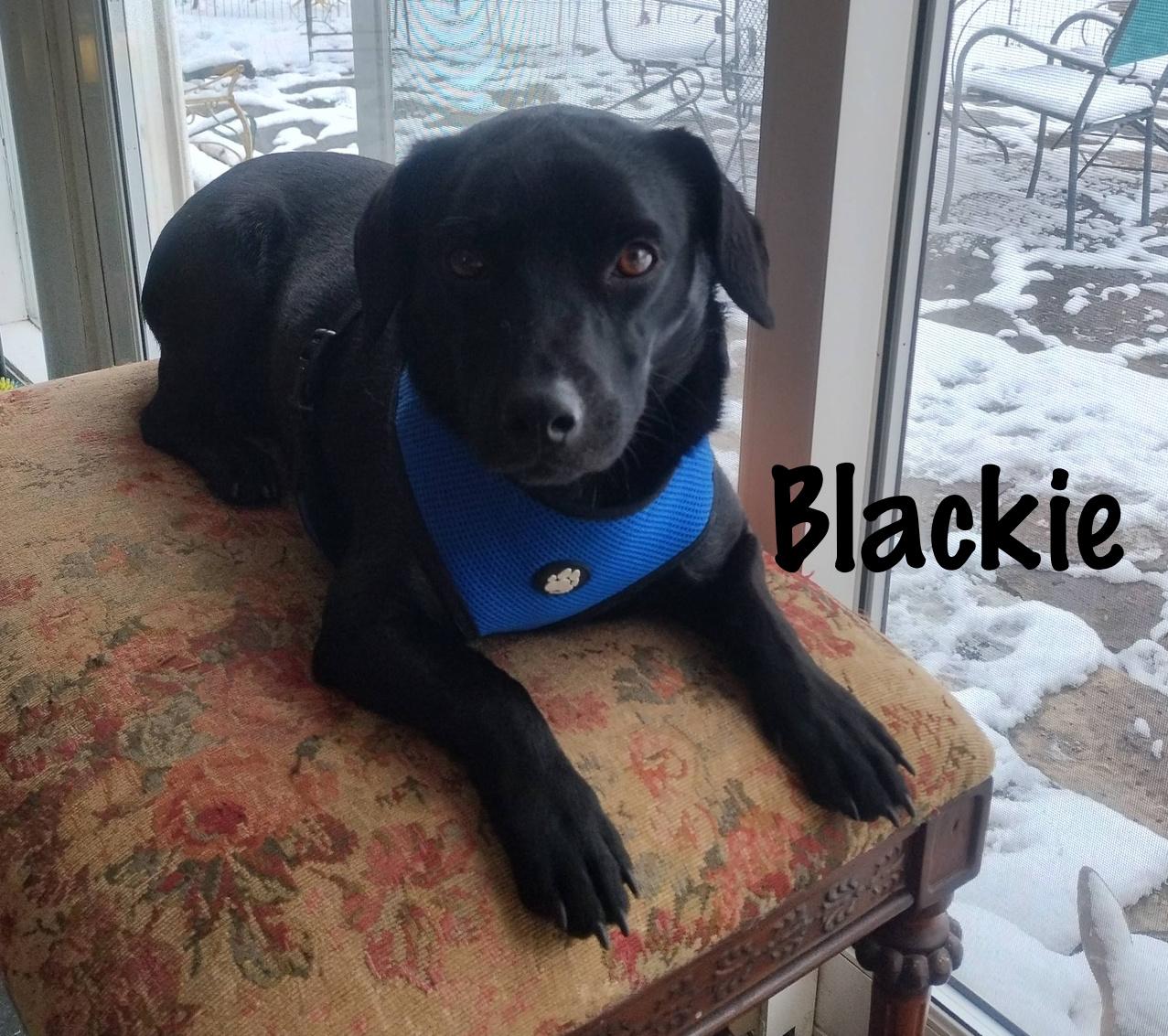 Enlarge Blackie, a ADOPTABLE mixed breed in Elburn, IL image 4/4