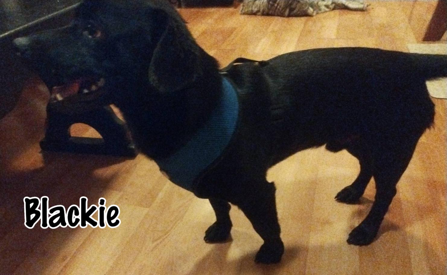 Enlarge Blackie, a ADOPTABLE mixed breed in Elburn, IL image 3/4