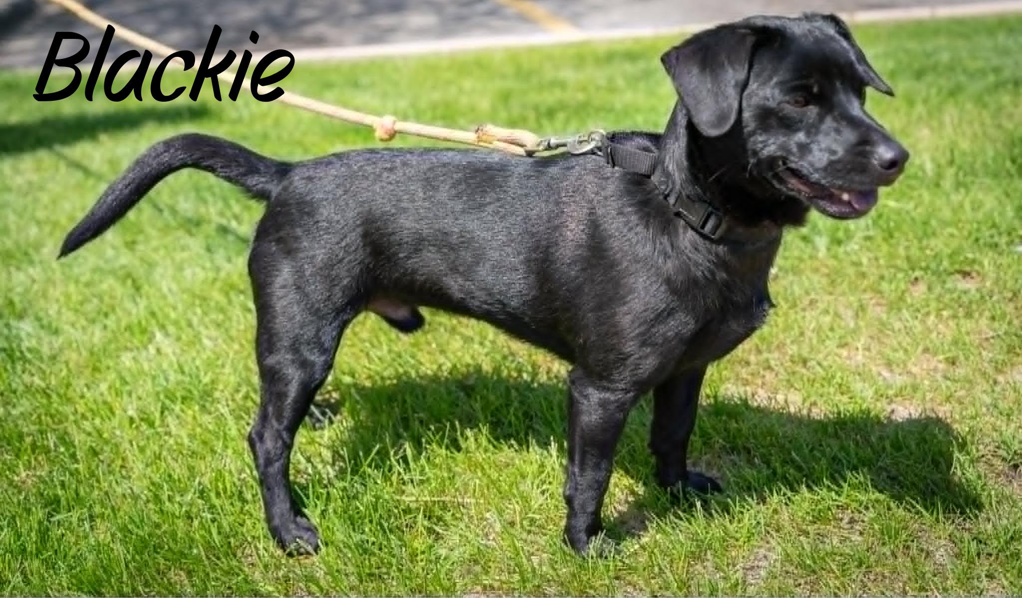 Blackie, ADOPTABLE, Young Male Corgi & Beagle.