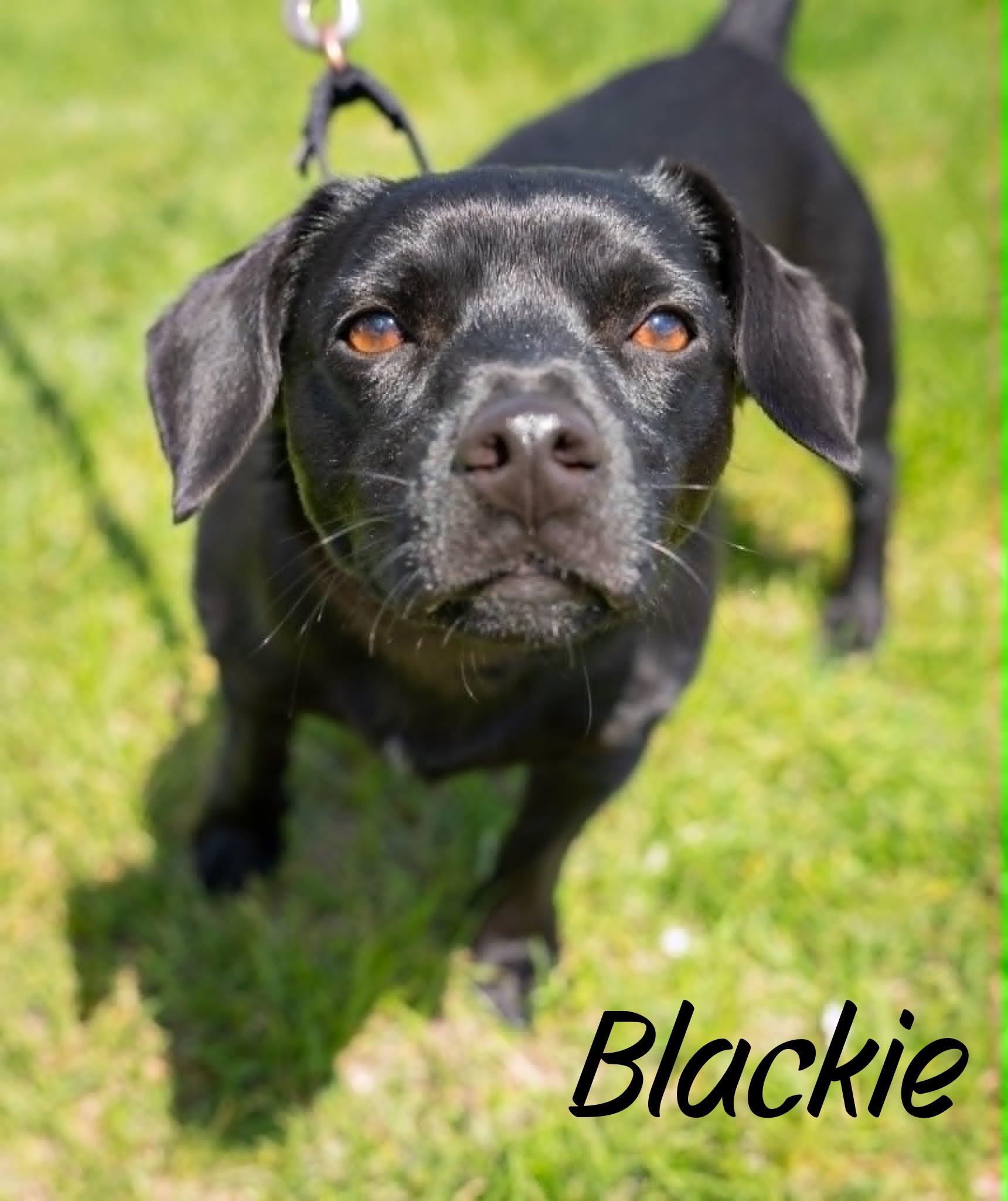 Enlarge Blackie, a ADOPTABLE mixed breed in Elburn, IL image 2/5