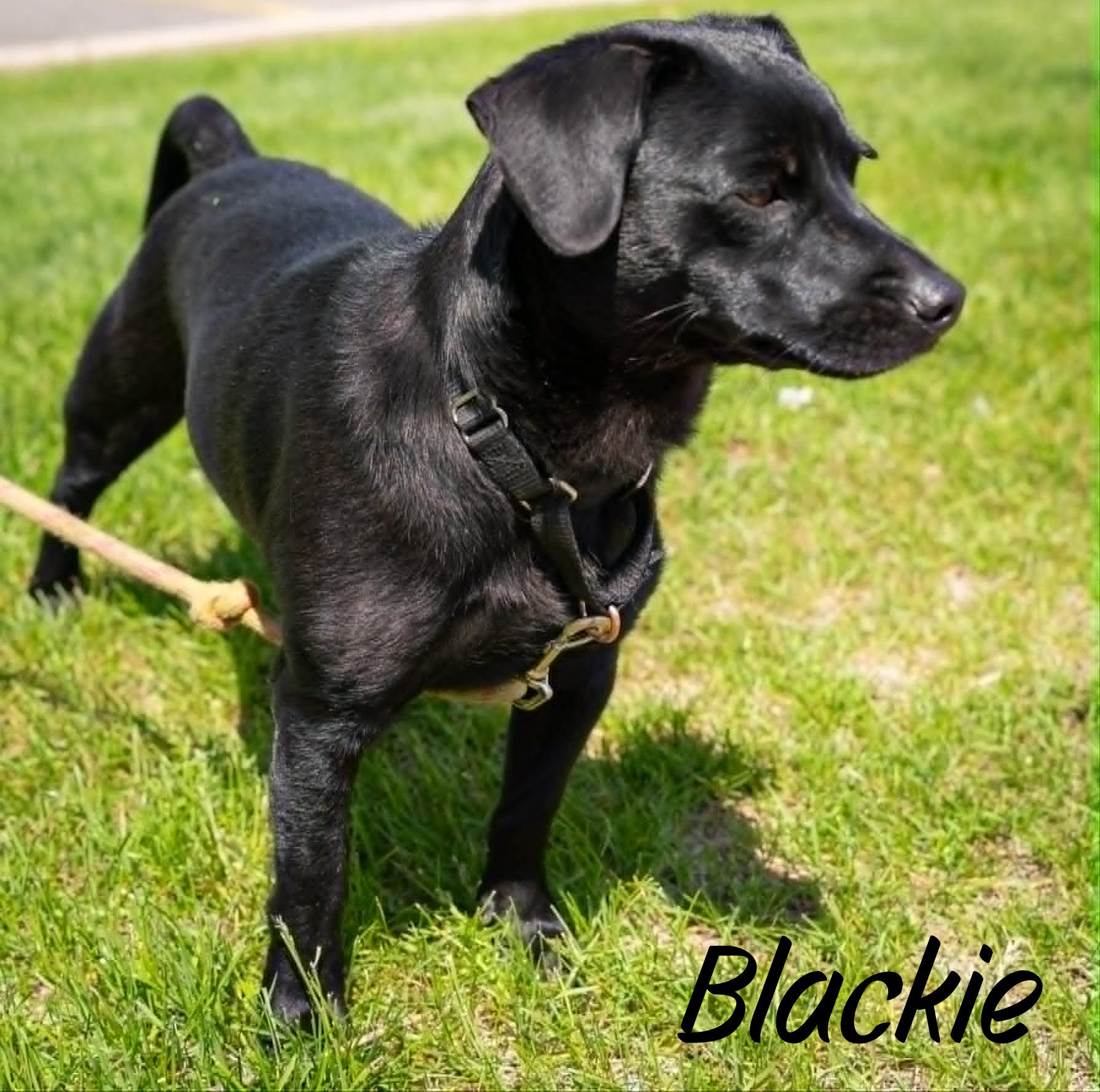 Enlarge Blackie, a ADOPTABLE mixed breed in Elburn, IL image 4/5