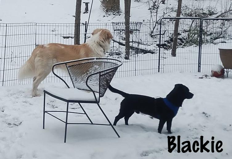 Enlarge Blackie, a ADOPTABLE mixed breed in Elburn, IL image 2/4