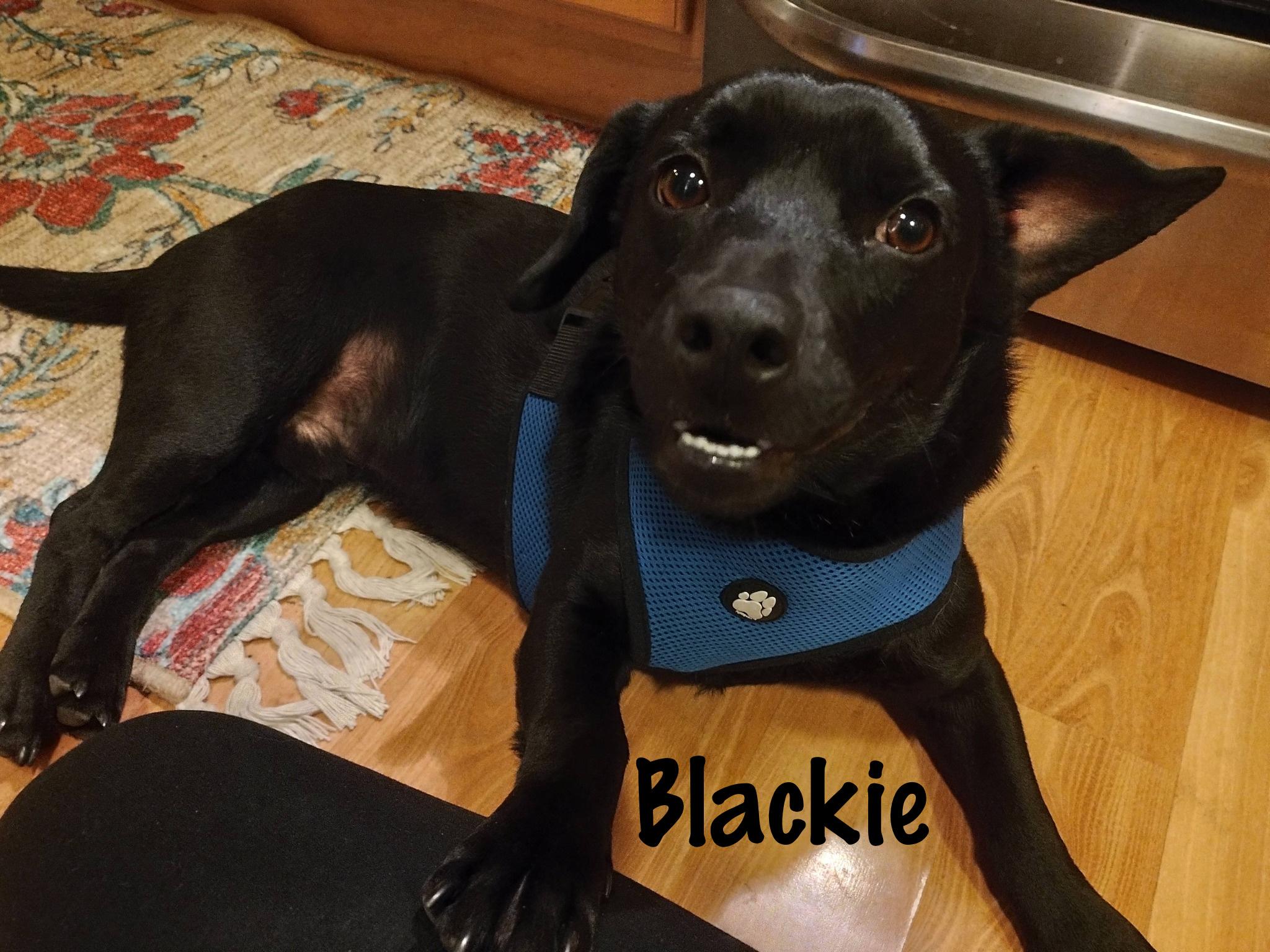 Blackie, ADOPTABLE, Young Male Mixed Breed.