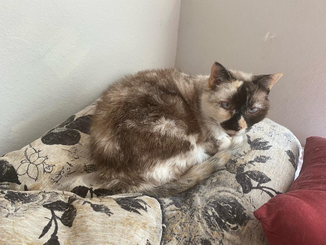 Willow - Older Siamese Mix/Torti -SHORT Term Fost, Adoptable, Senior Female Siamese.