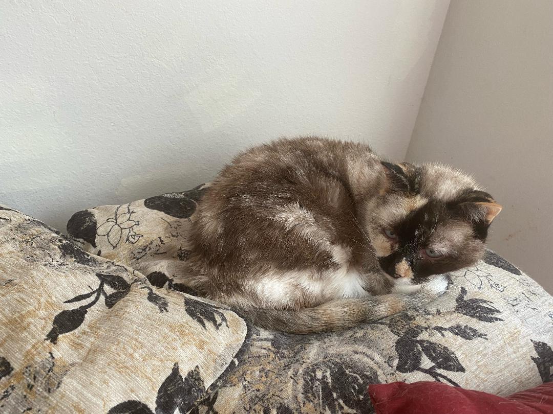 Enlarge Willow - Older Siamese Mix/Torti -SHORT Term Fost, a Adoptable Siamese in Atlanta, GA image 2/3