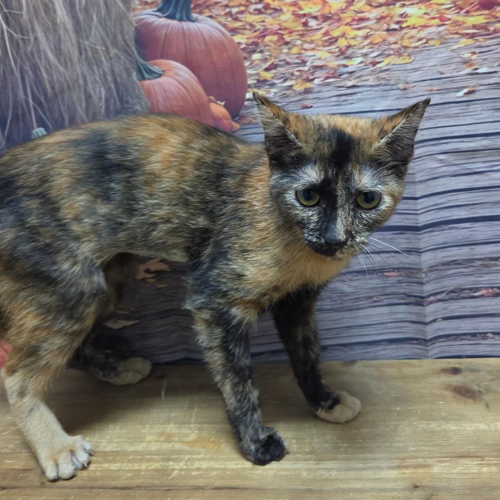 Keeley, Adoptable, Young Female Domestic Short Hair.