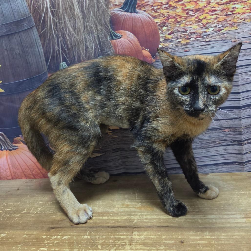 Enlarge Keeley, a Adoptable Domestic Short Hair in Normal, IL image 2/4