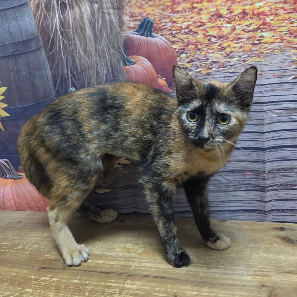 Enlarge Keeley, a Adoptable Domestic Short Hair in Normal, IL image 3/4
