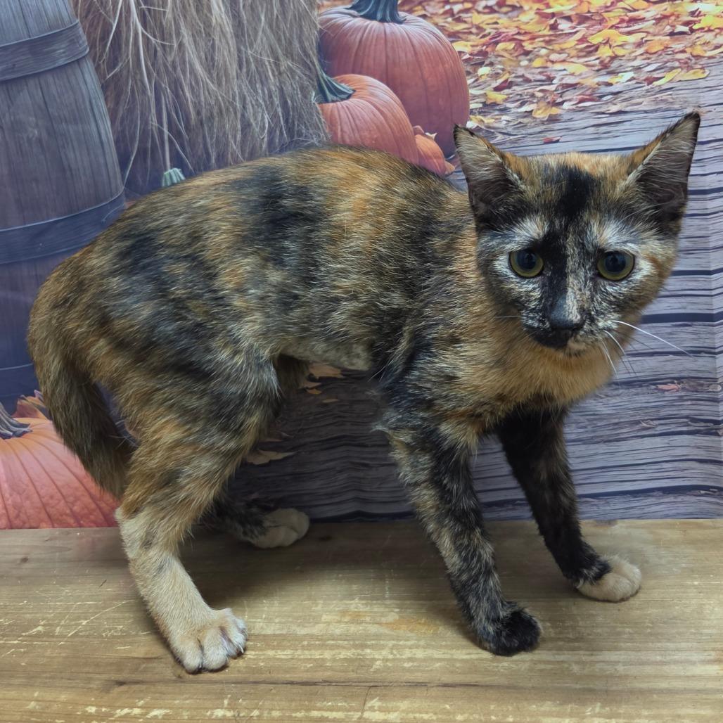 Enlarge Keeley, a Adoptable Domestic Short Hair in Normal, IL image 4/4