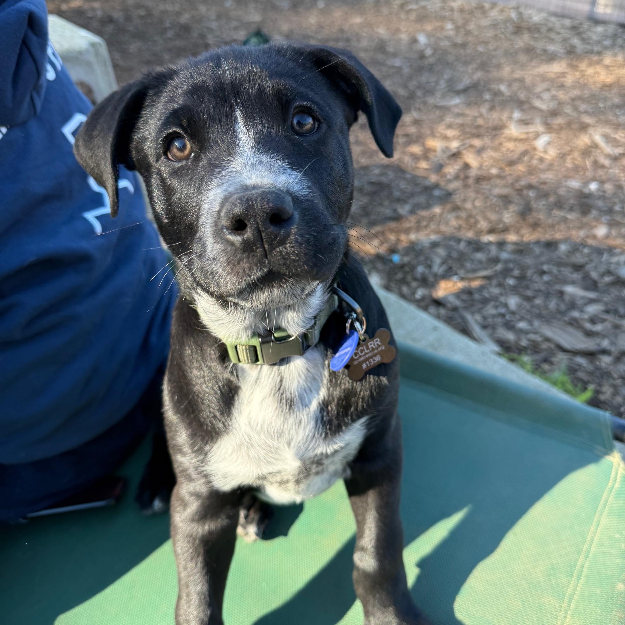 Bud, Adoptable, Puppy Male Labrador Retriever.