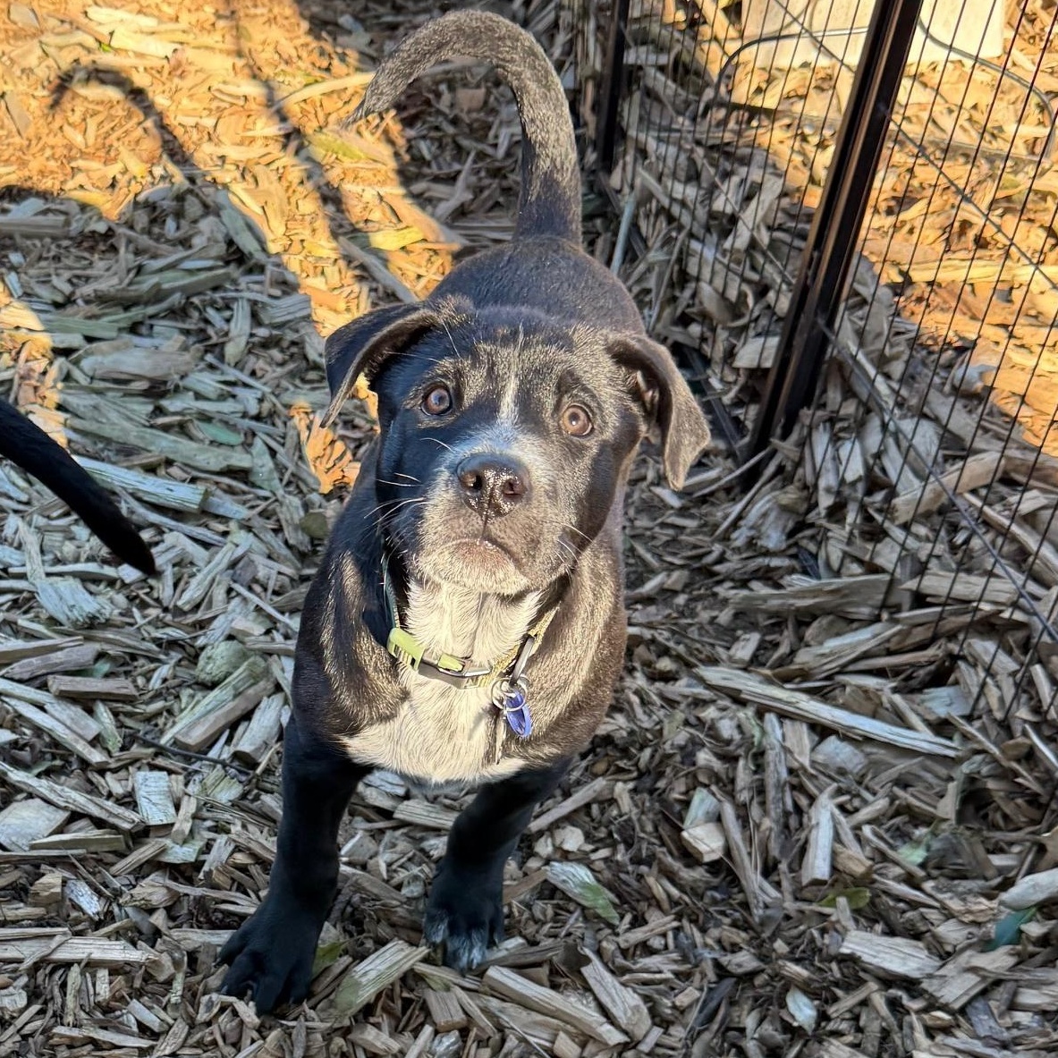 Enlarge Bud, a Adoptable mixed breed in Sacramento, CA image 2/2
