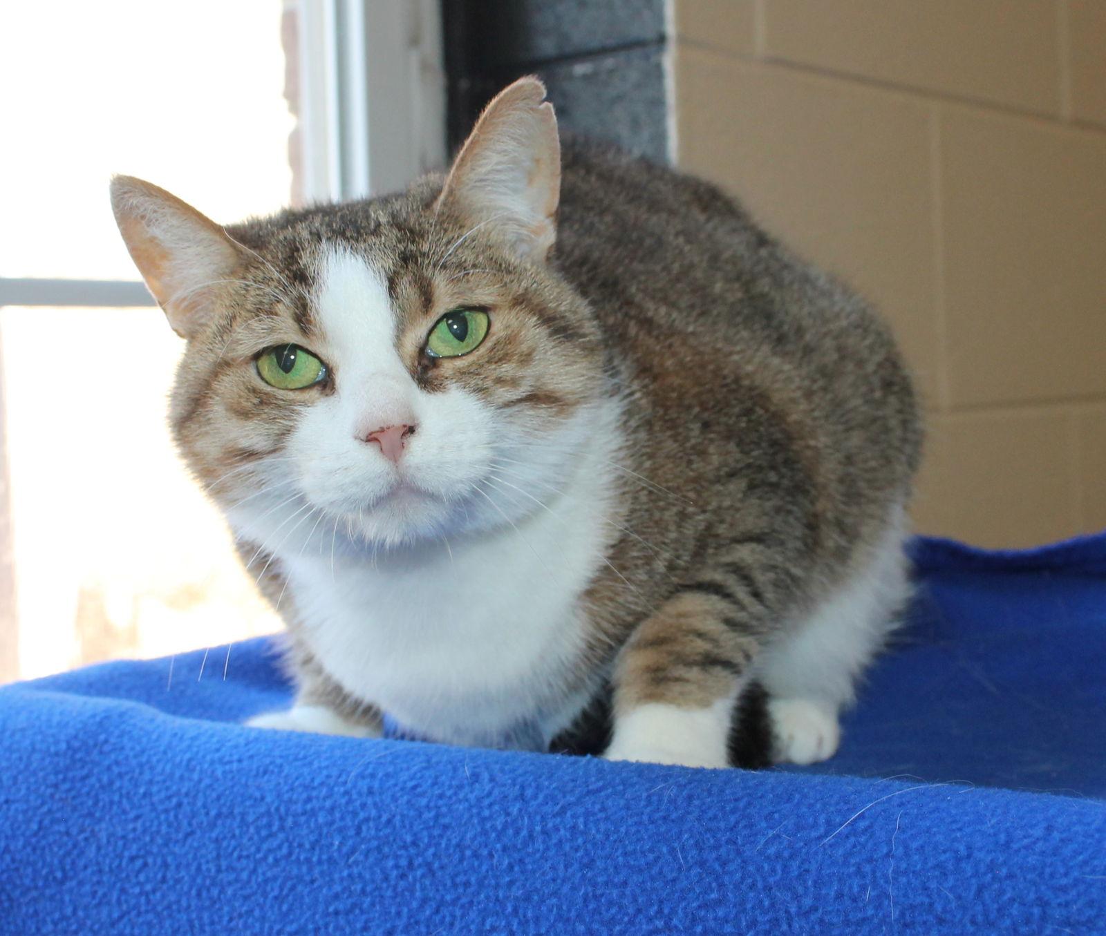 Enlarge Sasha - 26949, a Adoptable mixed breed in Prattville, AL image 1/2