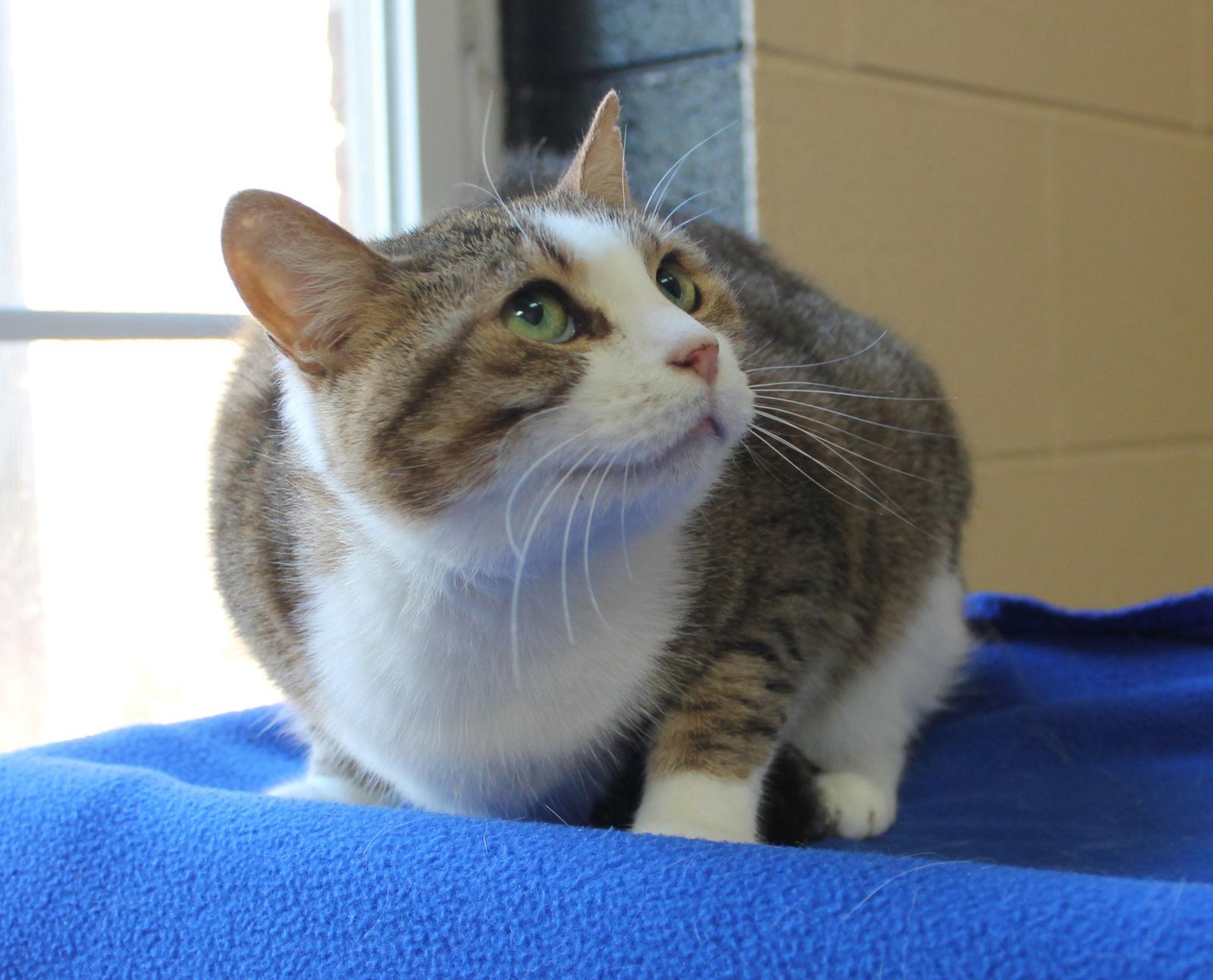 Enlarge Sasha - 26949, a Adoptable mixed breed in Prattville, AL image 2/2