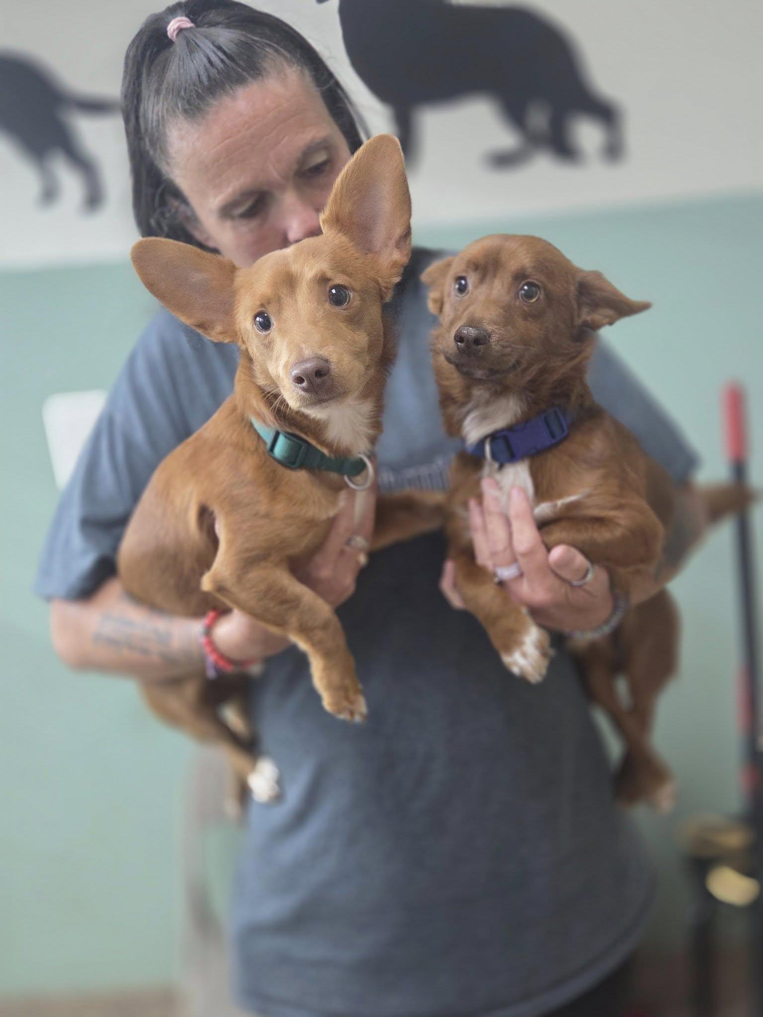 Two Chiweenies