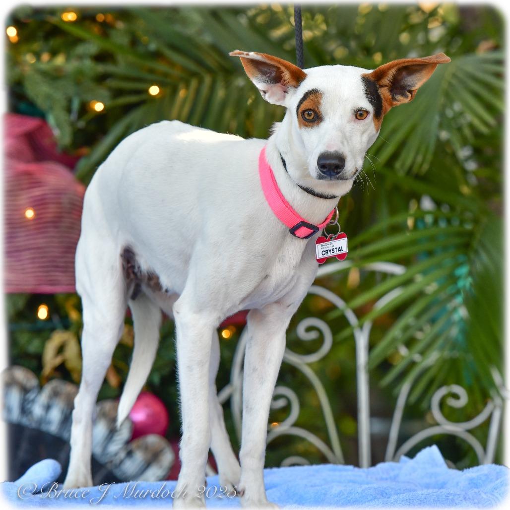 Crystal, Adoptable, Young Female Rat Terrier.