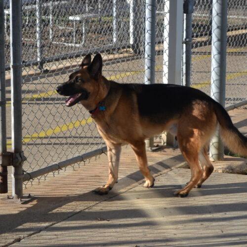Enlarge Selleck, a Adoptable German Shepherd Dog in Jackson, LA image 1/4