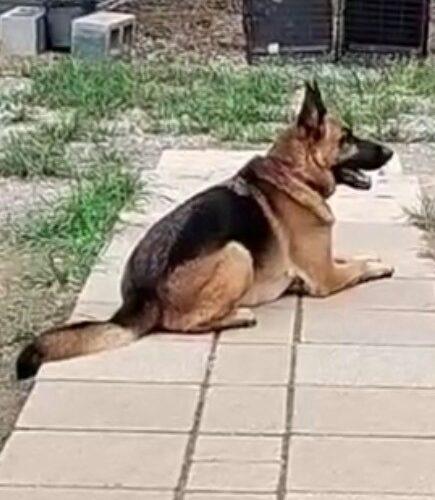Enlarge Selleck, a Adoptable German Shepherd Dog in Jackson, LA image 2/4