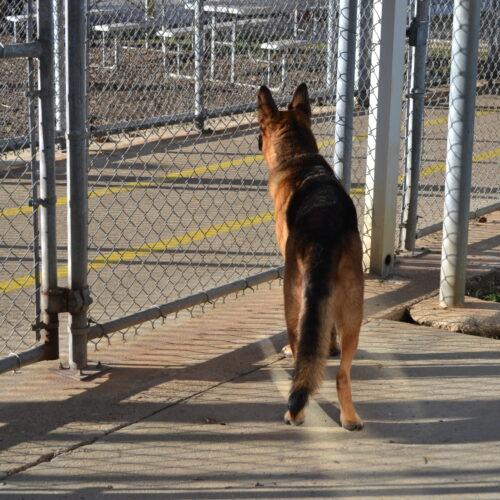 Enlarge Selleck, a Adoptable German Shepherd Dog in Jackson, LA image 3/4