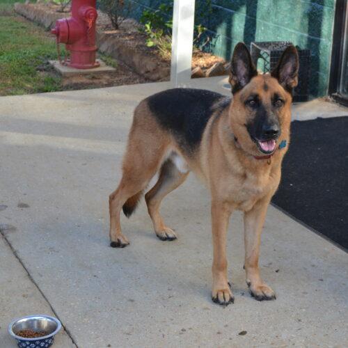 Enlarge Selleck, a Adoptable German Shepherd Dog in Jackson, LA image 4/4