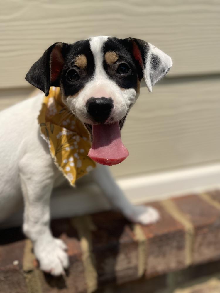 Enlarge Lola, a Adopted mixed breed in Dickson, TN image 1/3