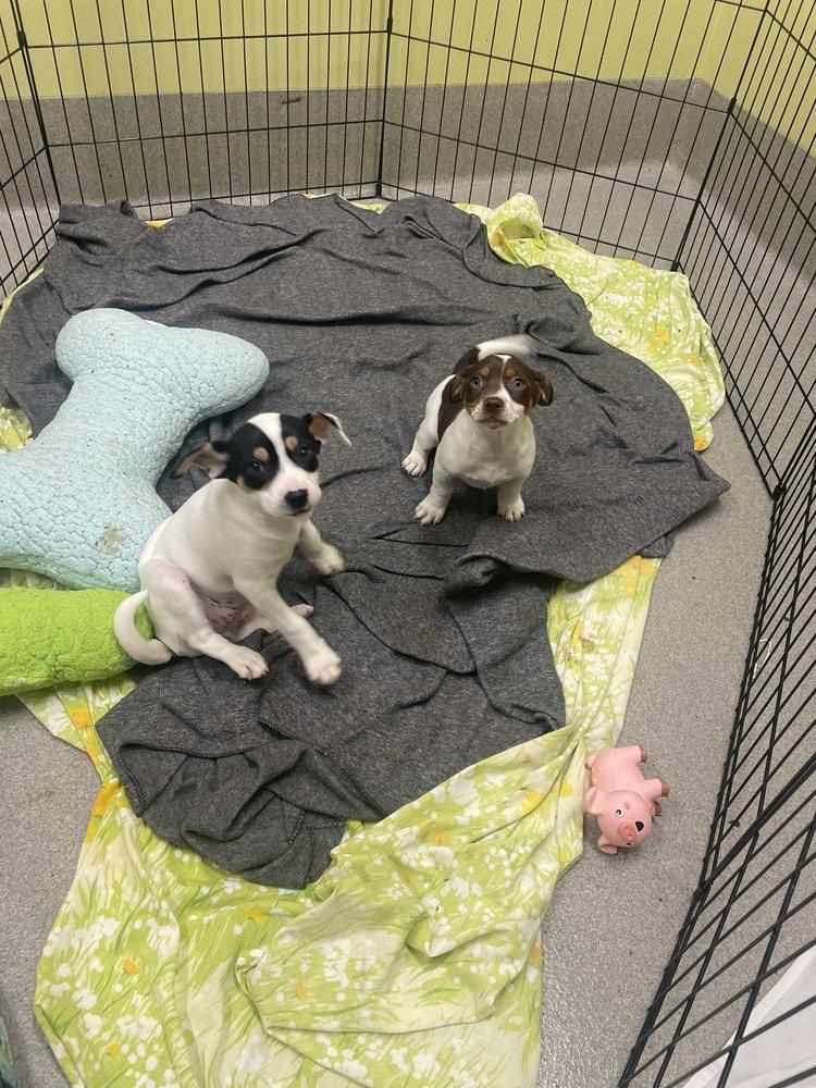 Enlarge Lola, a Adopted mixed breed in Dickson, TN image 2/3