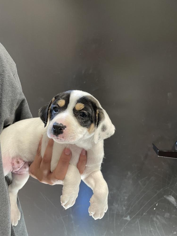 Enlarge Lola, a Adopted mixed breed in Dickson, TN image 3/3