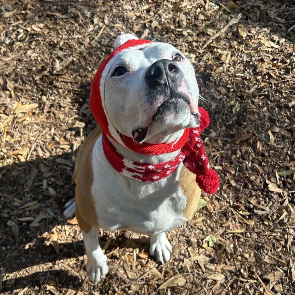 Enlarge Peter "the pit" Parker (I Have a Secret Crush!), a Adoptable mixed breed in Decatur, GA image 1/6