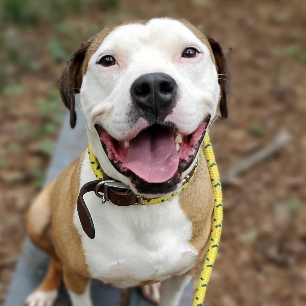 Enlarge Peter "the pit" Parker (I Have a Secret Crush!), a Adoptable mixed breed in Decatur, GA image 1/6