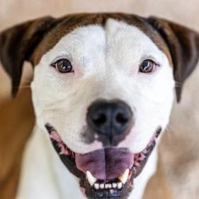 Peter "the pit" Parker (I Have a Secret Crush!), Adoptable, Senior Male Terrier.