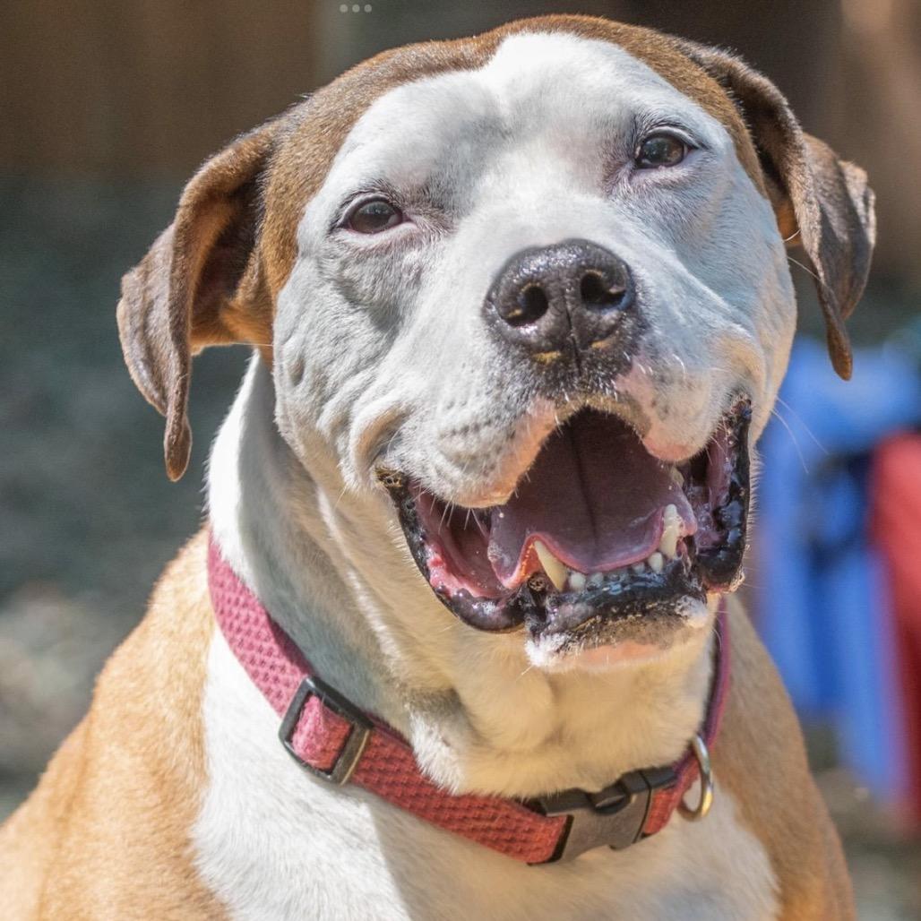 Enlarge Peter "the pit" Parker (I Have a Secret Crush!), a Adoptable mixed breed in Decatur, GA image 3/6