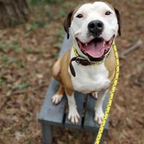 Enlarge Peter "the pit" Parker (I Have a Secret Crush!), a Adoptable mixed breed in Decatur, GA image 4/6