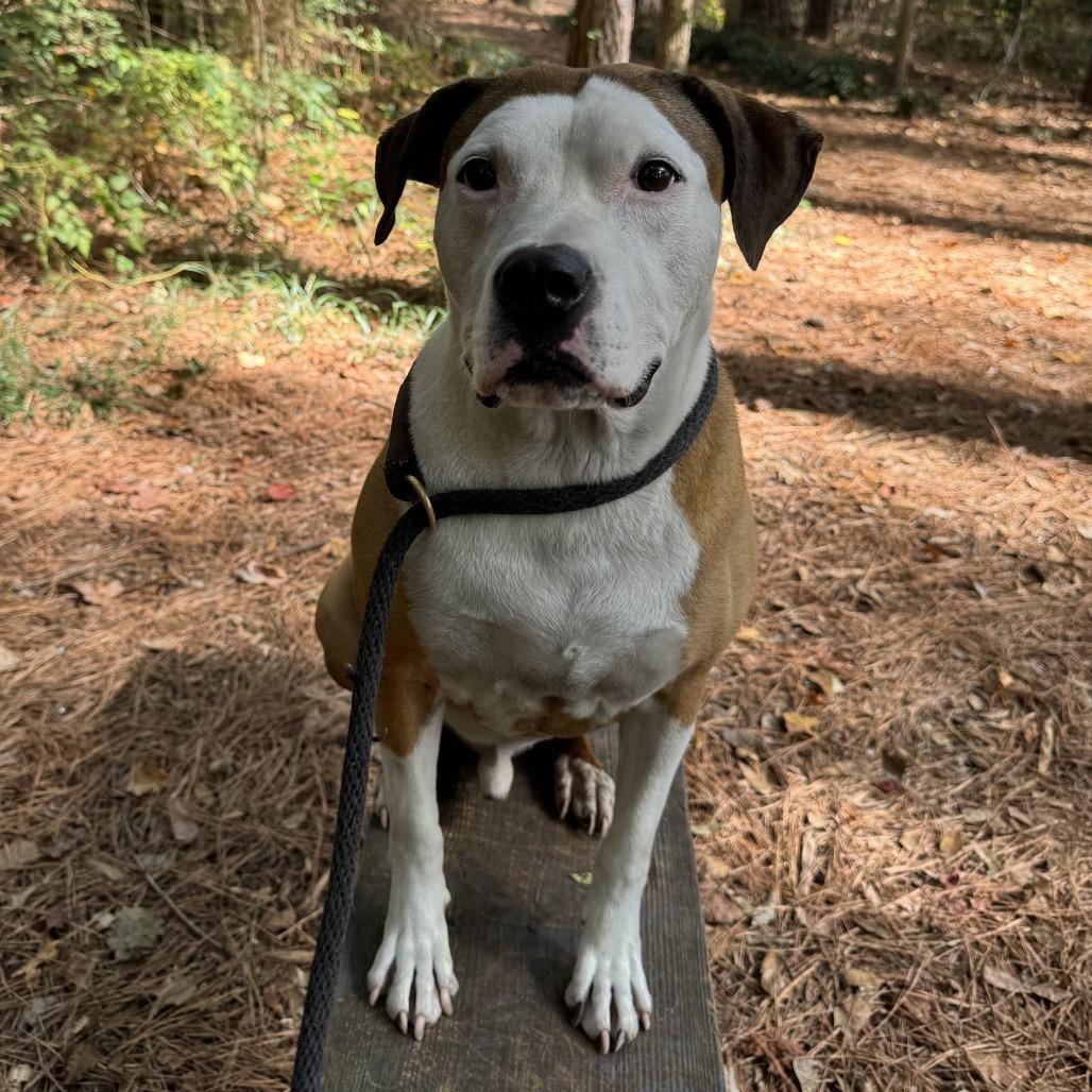 Enlarge Peter "the pit" Parker (I Have a Secret Crush!), a Adoptable mixed breed in Decatur, GA image 5/6