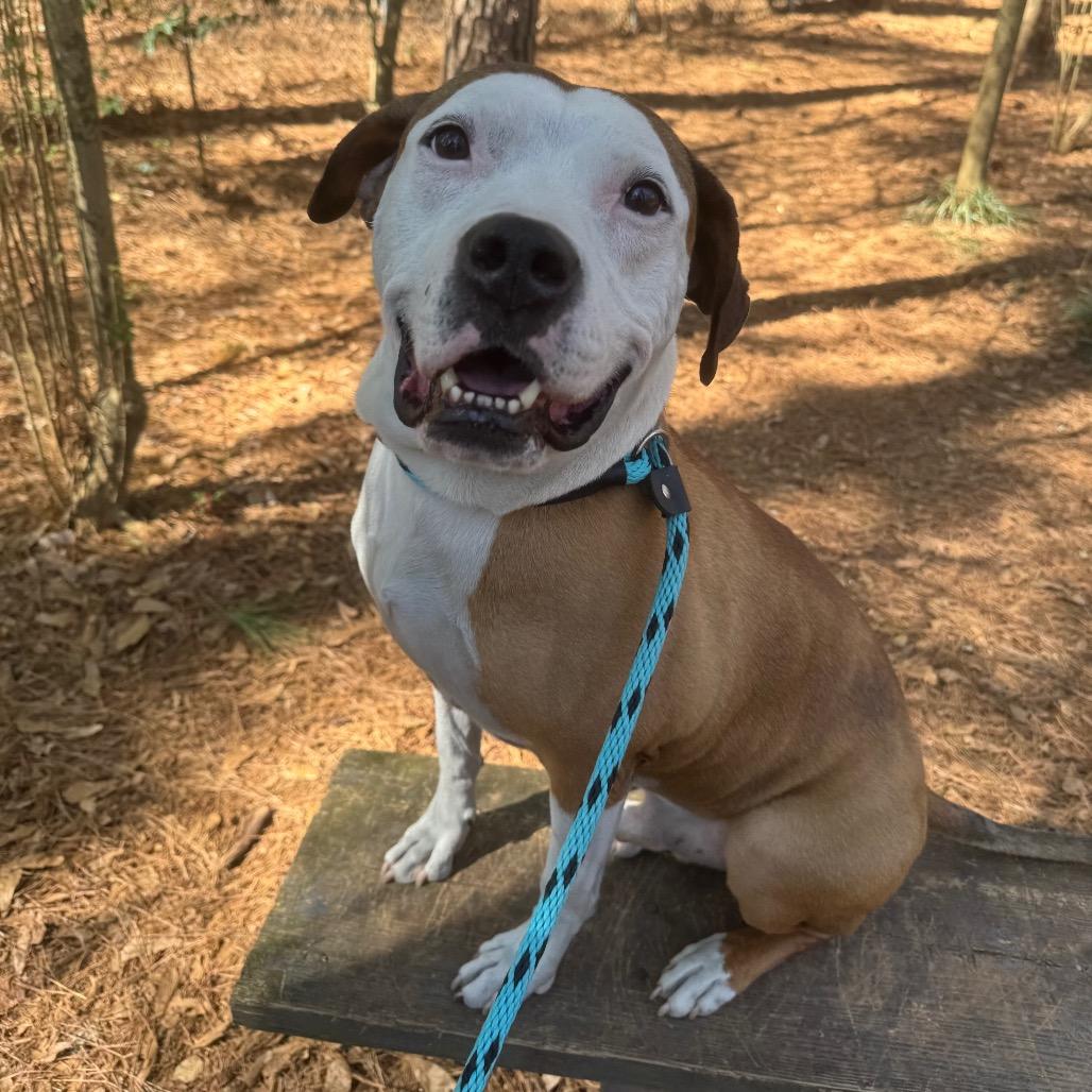 Enlarge Peter "the pit" Parker (I Have a Secret Crush!), a Adoptable mixed breed in Decatur, GA image 6/6