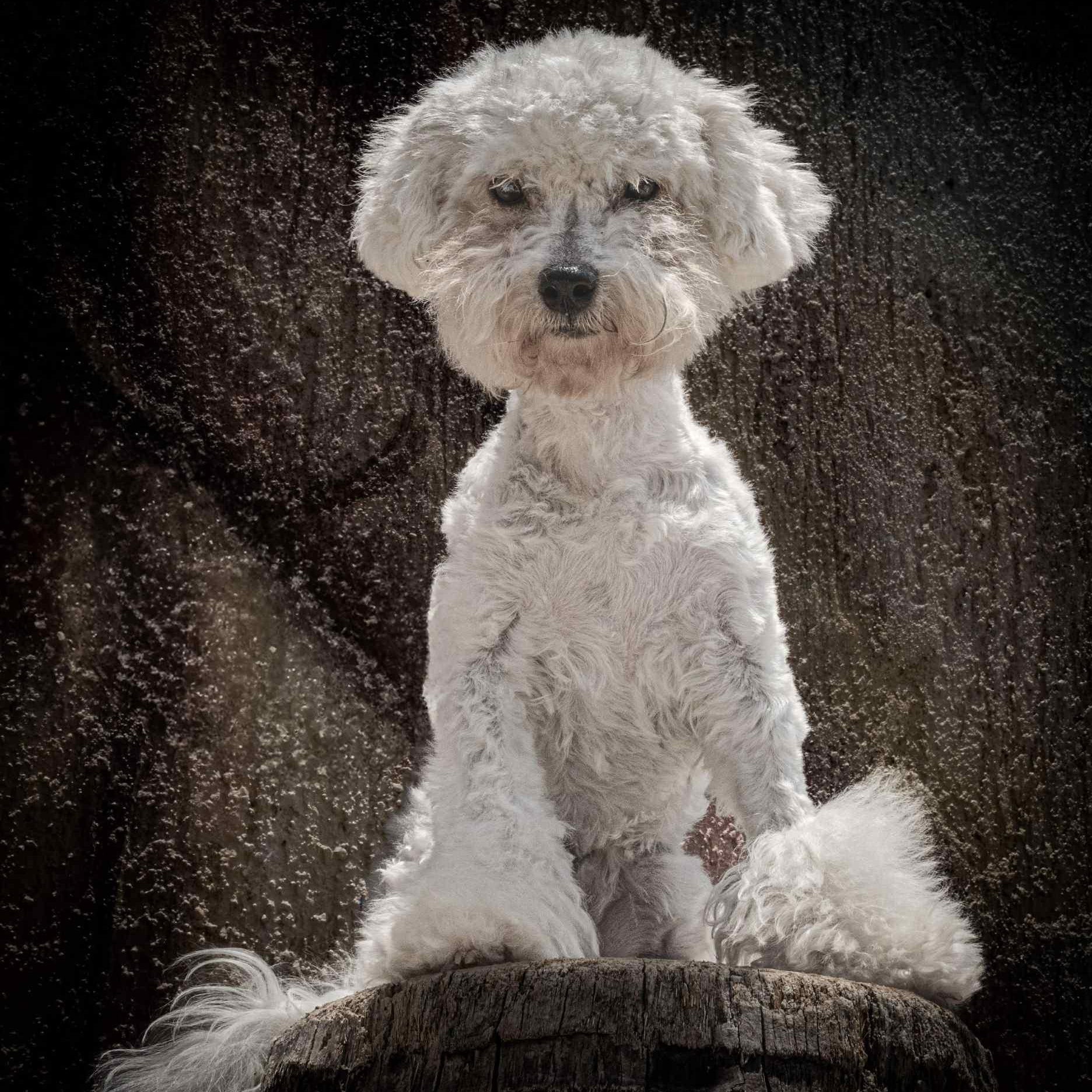 Biggie, an adoptable Maltese in Bend, OR, 97701 | Photo Image 1