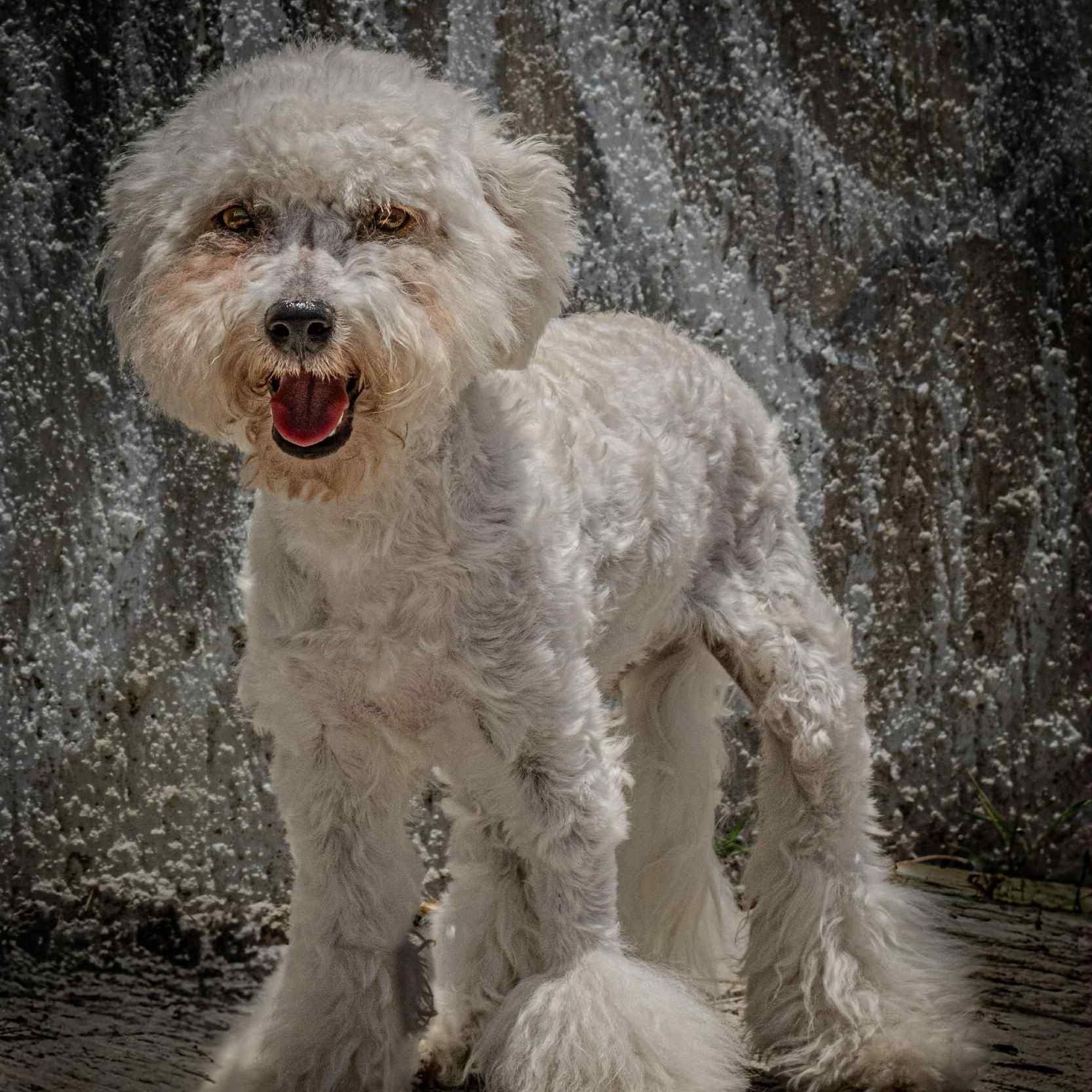 Biggie, an adoptable Maltese in Bend, OR, 97701 | Photo Image 2