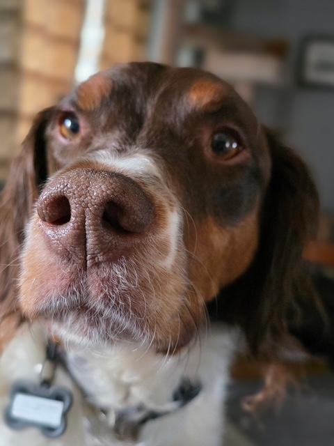 Noah - 20041293 - Ontario Canada, Adopted, Adult Male Brittany Spaniel.