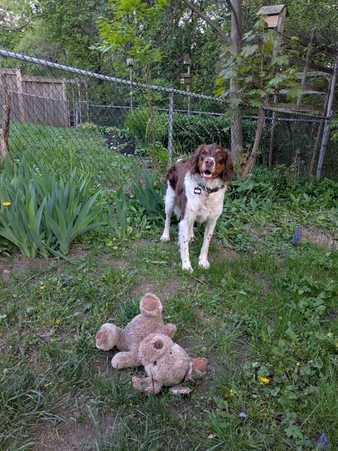 Enlarge Noah - 20041293 - Ontario Canada, a Adopted Brittany Spaniel in Brampton, ON image 2/5
