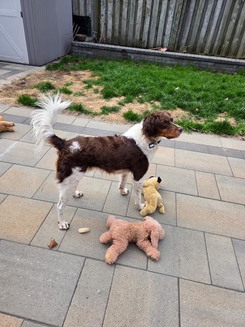 Enlarge Noah - 20041293 - Ontario Canada, a Adopted Brittany Spaniel in Brampton, ON image 3/5