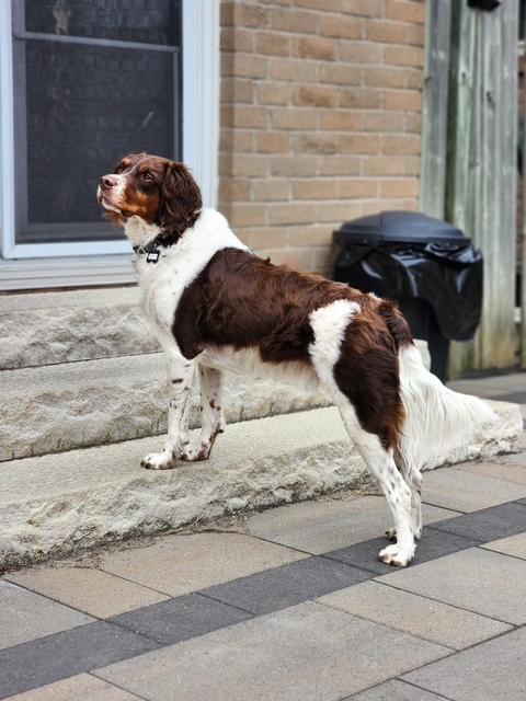 Enlarge Noah - 20041293 - Ontario Canada, a Adopted Brittany Spaniel in Brampton, ON image 4/5