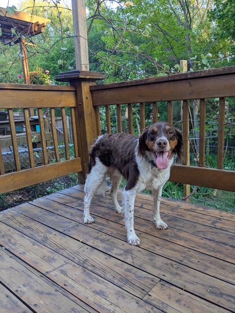 Enlarge Noah - 20041293 - Ontario Canada, a Adopted Brittany Spaniel in Brampton, ON image 5/5
