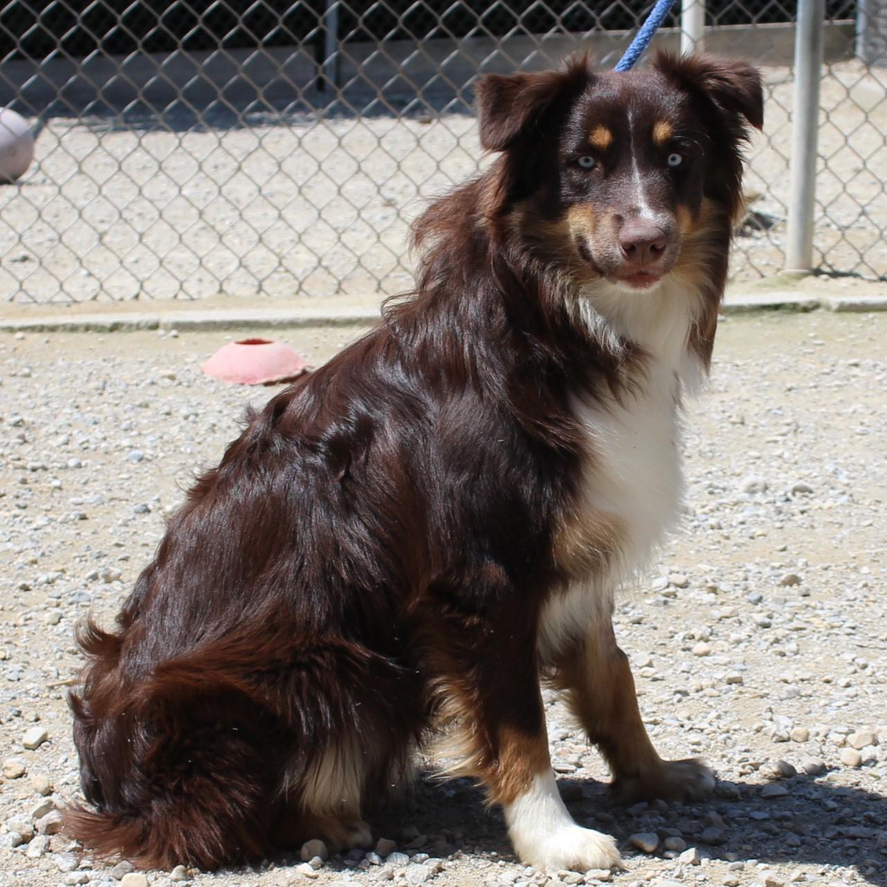 Enlarge Blue, an adopted Australian Shepherd in Eaton, OH image 3/6