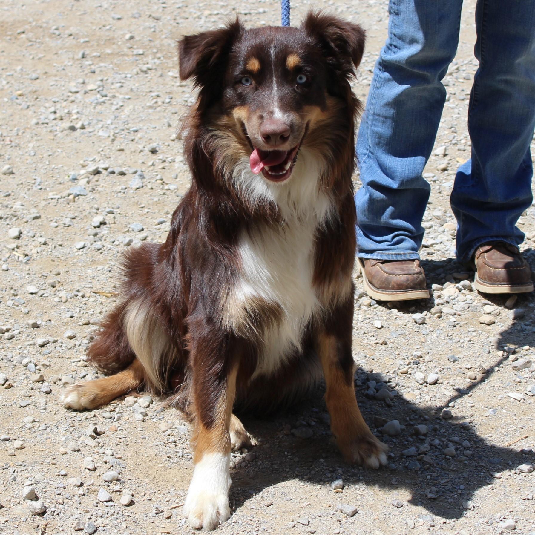 Enlarge Blue, an adopted Australian Shepherd in Eaton, OH image 2/6