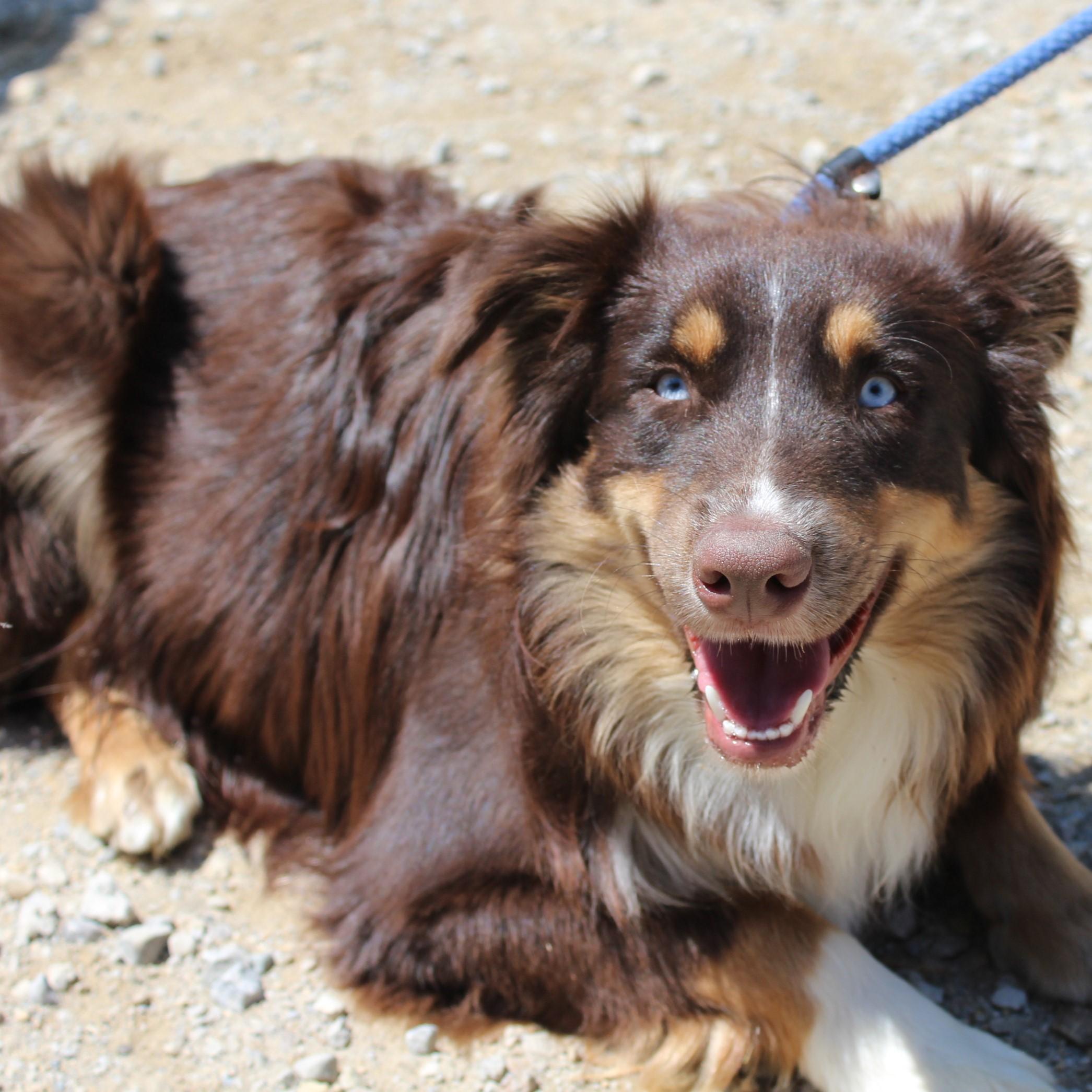 Enlarge Blue, an adopted Australian Shepherd in Eaton, OH image 4/6