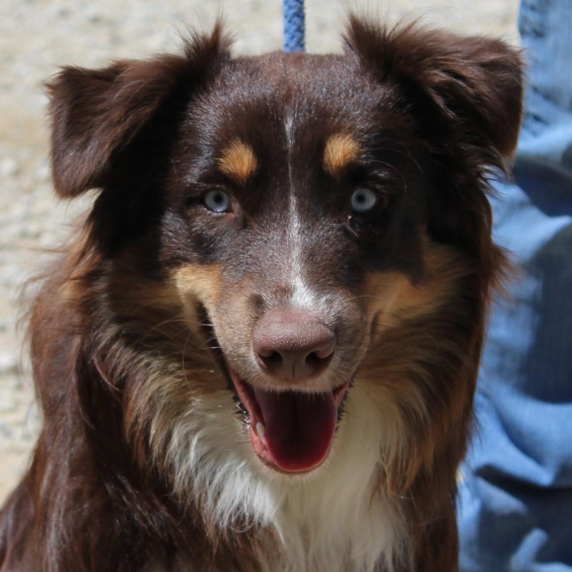 Enlarge Blue, an adopted Australian Shepherd in Eaton, OH image 6/6