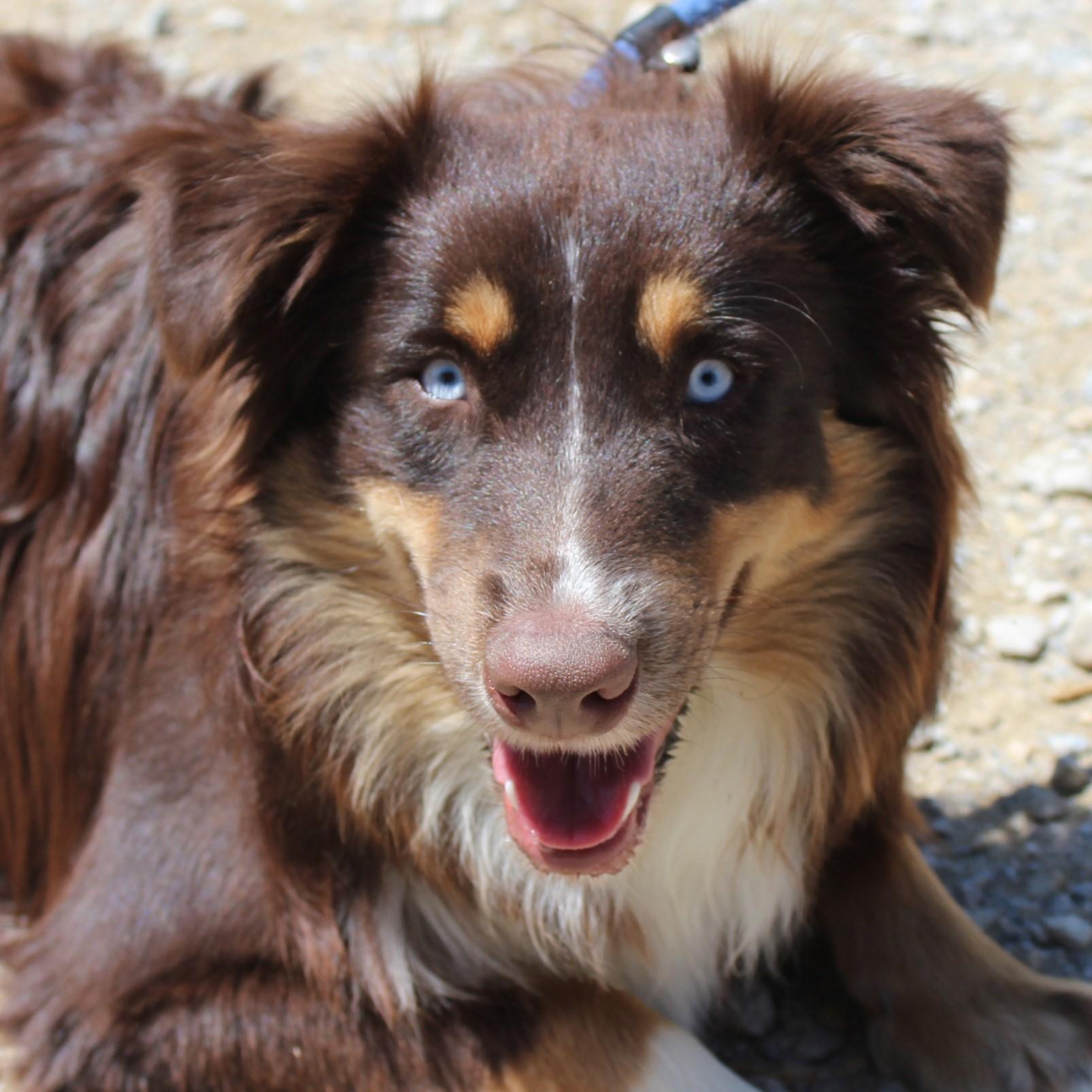 Blue, adopted, Young Male Australian Shepherd.