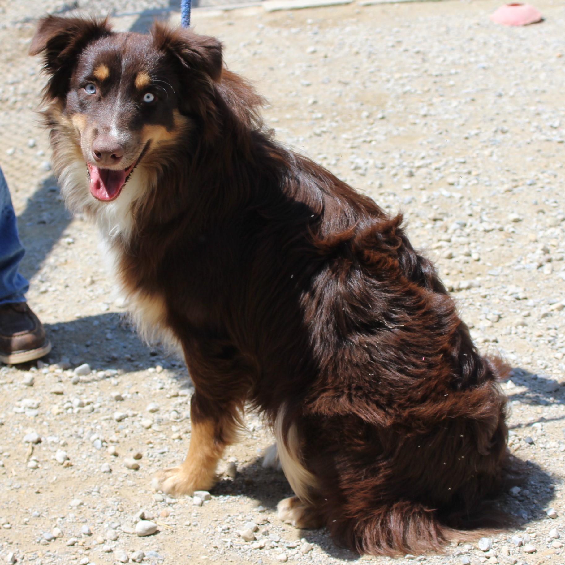 Enlarge Blue, an adopted Australian Shepherd in Eaton, OH image 5/6